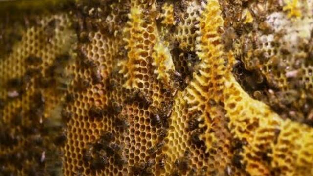 Пестицидите и болестите – основни проблеми за оцеляването на пчелите