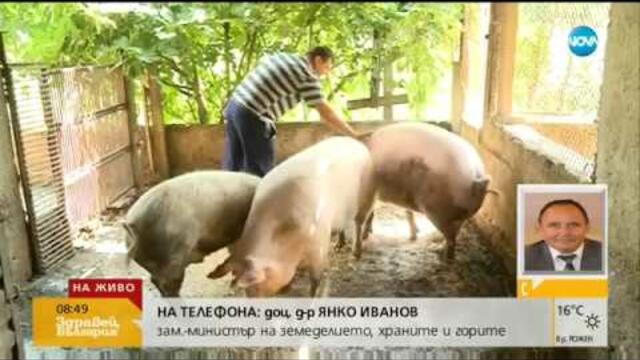 АБСУРДЕН СЛУЧАЙ: Защо отказаха да регистрират прасе, а после поискаха да бъде умъртвено