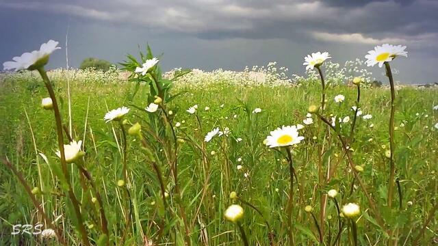 А. Иванов  -   Полевые цветы
