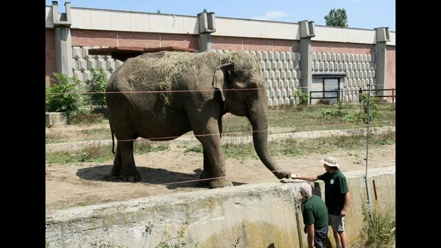 Животът на животните в столичния зоопарк