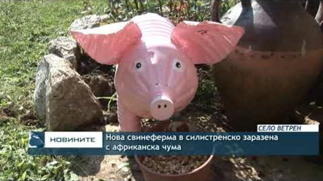 Откриха огнище на африканска чума в още един свинекомплекс в Силистренско