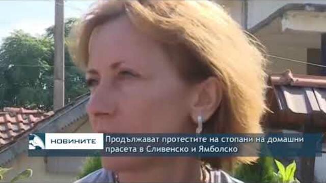Продължават протестите на стопани на домашни прасета в Сливенско и Ямболско