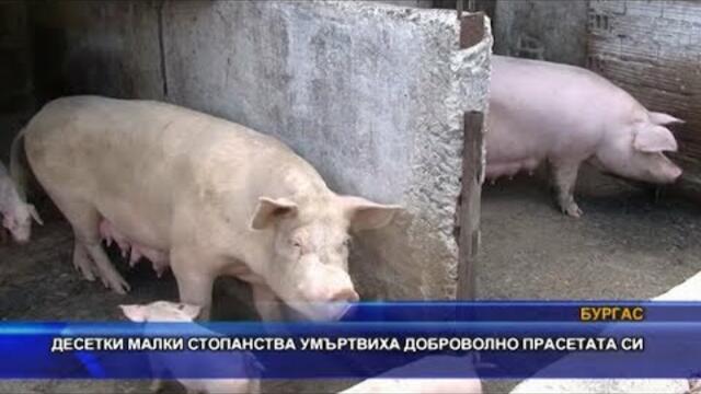 Десетки малки стопанства умъртвиха доброволно прасетата си