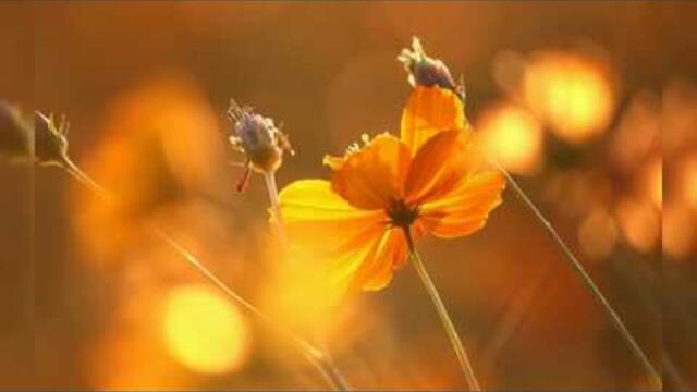 Валерий НОВИКОВ - «Цветы под Солнцем»