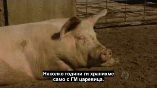 Патент върху прасе (2006) - ИСТИНАТА ЗА УМИШЛЕНАТА ЧУМА ПО ПРАСЕТАТА!