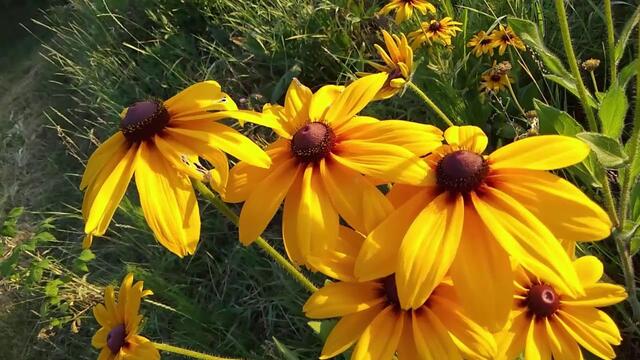 Доброе утро-красивая музыкальная видео открытка с добрым утром, хорошим днем, ПОЗИТИВ!