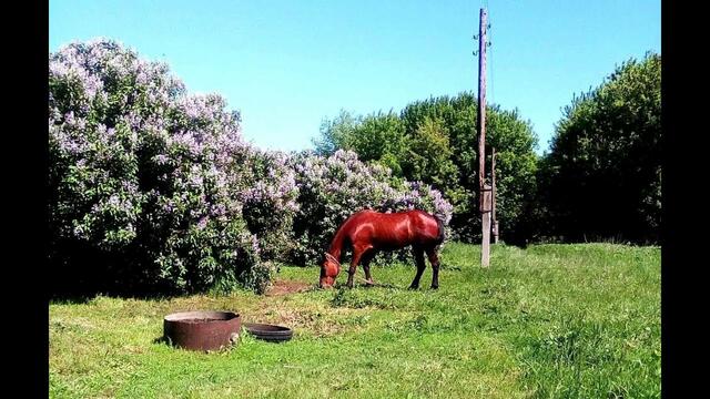 Что же стало с тобой, что случилось, деревня?