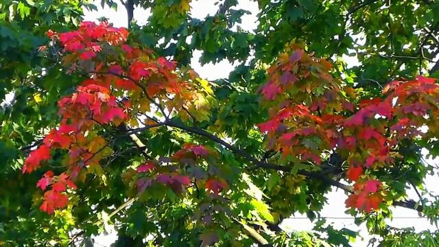 Дмитрий Королев   -   ОПОЗДАЛ