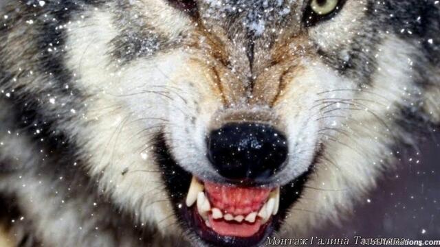 А. Маршал  -  ВОЛЧИЦЫ