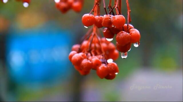 Эдгар Туниянц   -   Осень, влюбленная в грусть