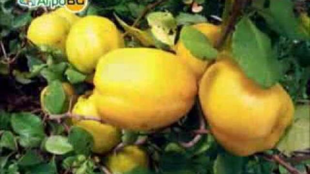 Хеномелес маулей -- богат в пъти повече на витамин С в сравнение с лимона
