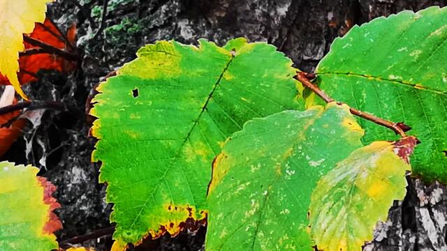 Николай  Берег     -     ХРУСТАЛЬНАЯ  ДУША