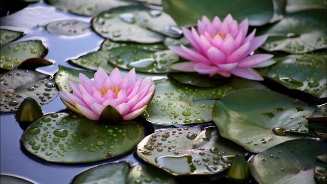 Виталий и Наталья Сколовы   -    Смотри, какая красота!