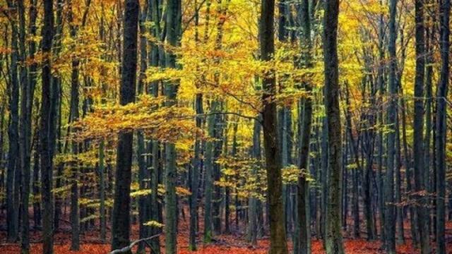 Музыка Сергея Чекалина  -  Дороги осени