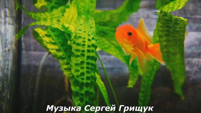 Музыка Сергей Грищук  -   СТРАННИК