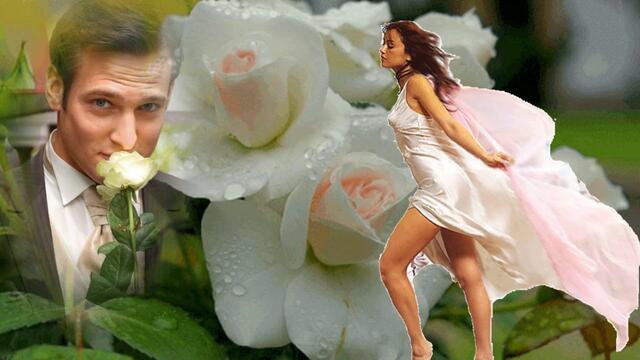 От белых роз сойти с ума. Так решила ты сама!