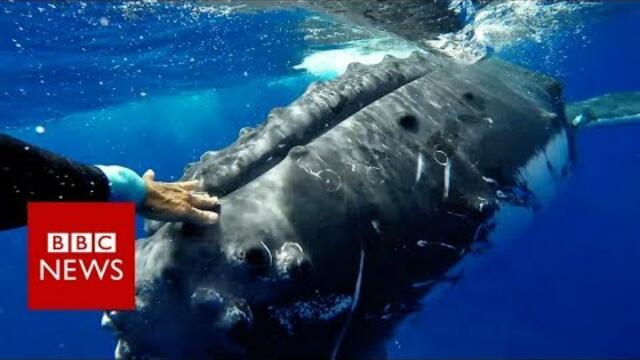 Кит спаси изследователка от акула като я прегърна! Вижте как тя му благодари! Whale 'saves' biologist from shark