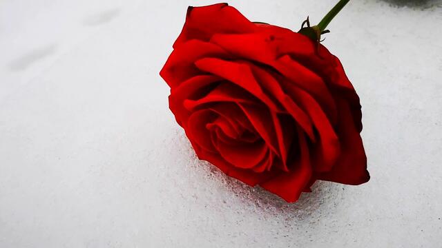 Николай  Берег    -     ОНА  КАК  РОЗА  НА  СНЕГУ