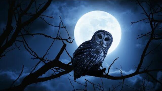 Алмаз Багратиони  -  ЗИМНЯЯ НОЧЬ.