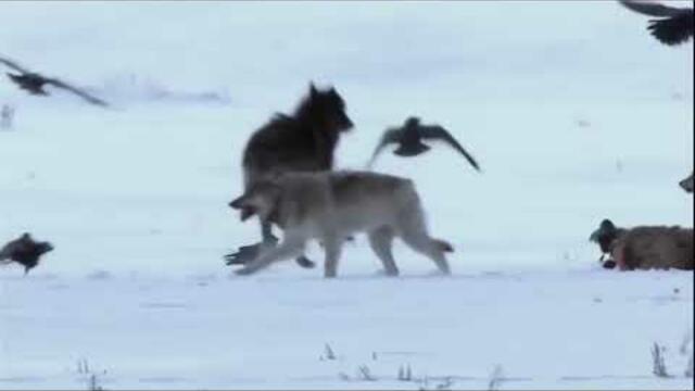 Сергей Чекалин   -   Север.