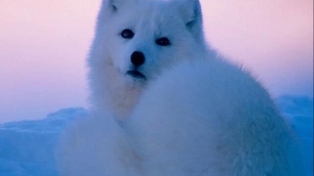 Александр Малинин  -  ТЫ УКРОЙ МЕНЯ СНЕГОМ, ЗИМА