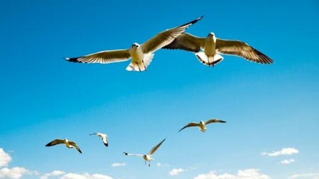 Сергеь Чекалин  -  За далью даль.