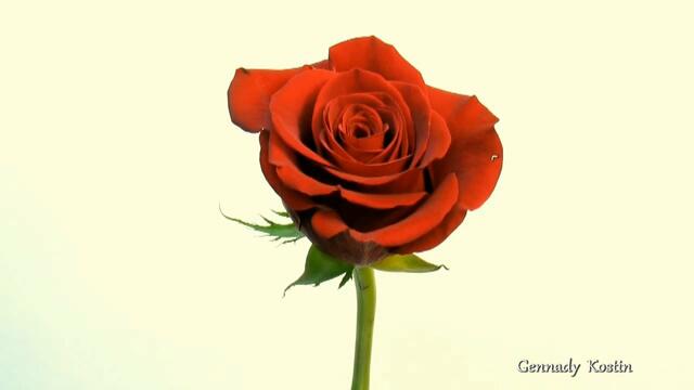 Светлана Родина-Брунмаер  -  Сны из шелка