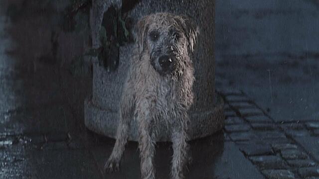 Павел Гладунов - Бездомный Пёс.