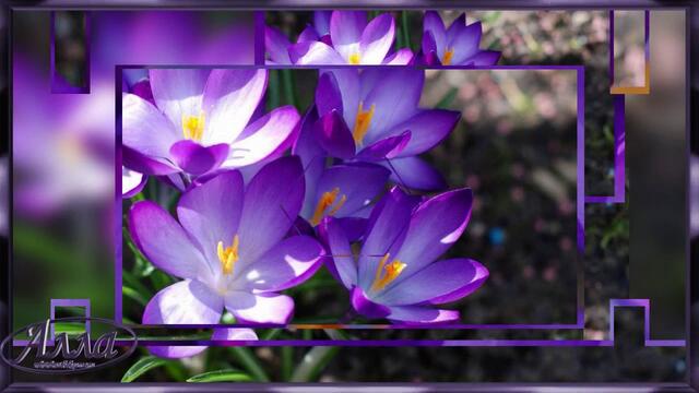 ПЕРВЫЕ ЦВЕТЫ! ВЕСЕННЯЯ МЕЛОДИЯ!