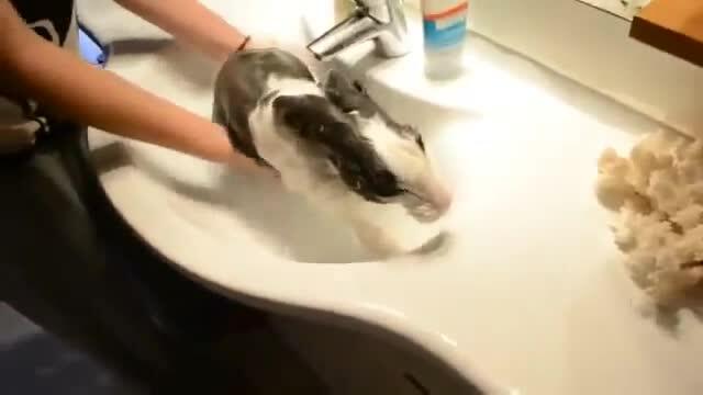 Не сте виждали такова видео! Заек се радва много, като го къпят (ВИДЕО)