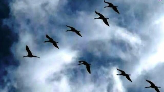 Валерий Власов  -  Здесь под небом чужим