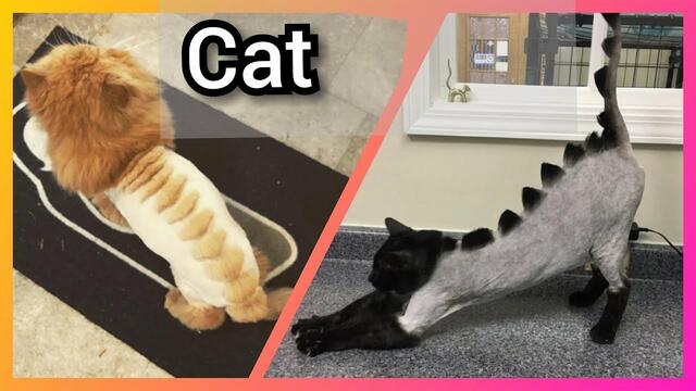 Trend: Dinosaur Haircuts For The Cats