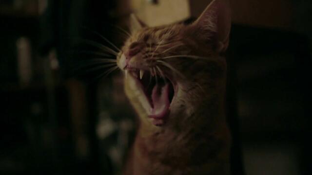 Котка в Стената - трейлър