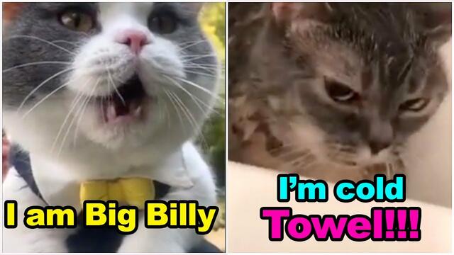 These Cats Can Speak English Better Than Hooman - NEW SUBTITLES