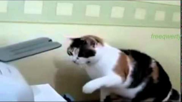 Котка Срещу Принтер