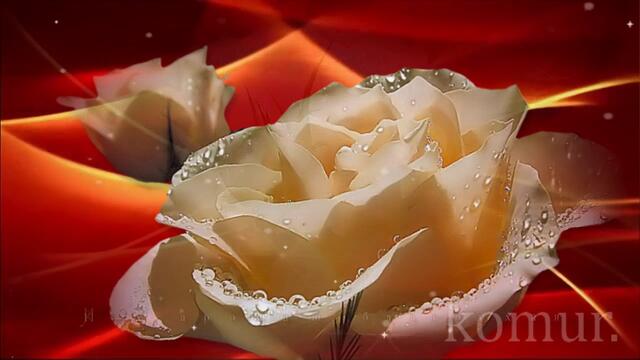 ТЕБЕ В ПОДАРОК ЭТИ РОЗЫ!