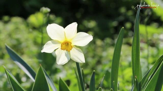 Ярослав Сумишевский - Мои берега!