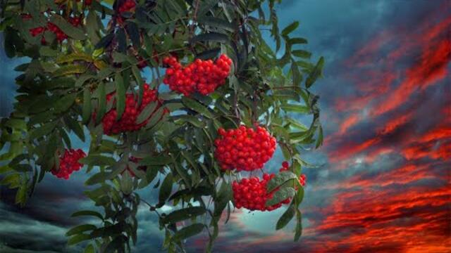 СВЕТЛАНА ТЫЩЕНКО  -   ПОДРУГА РЯБИНА