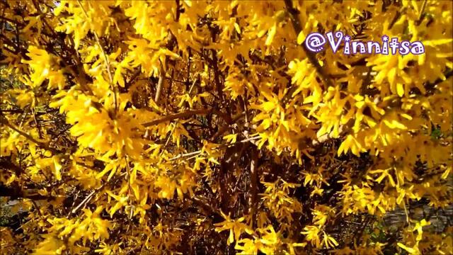 Дуже Гарна Пісня | МОЄ КОХАННЯ | Послухайте! | УЛИЦЫ и ПЕРЕУЛКИ @Vinnitsa