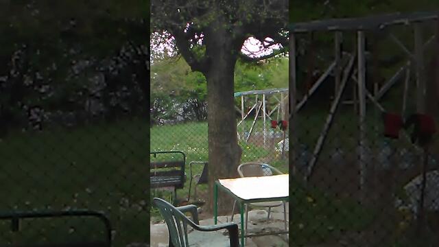 Дървеници,,ТРЕЙЛЪР"