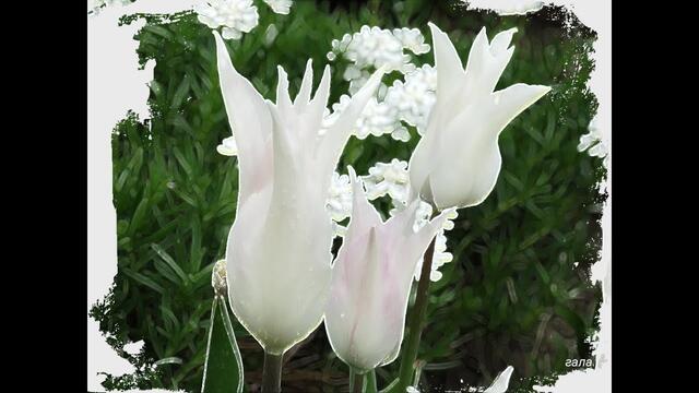 Группа Экспресс -- Тюльпан на ландыш не похож