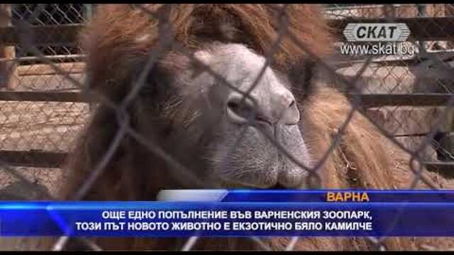 Бяло двугърбо камилче се роди в зоопарка във Варна