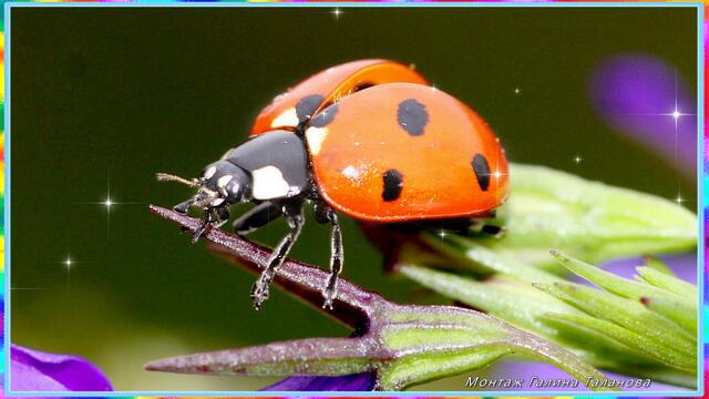 КРАСИВЕЙШИЙ ВАЛЬС ЦВЕТОВ