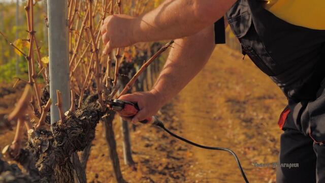 Винарска изба РУПЕЛ, Трейлър