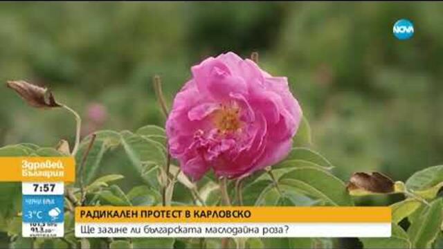 Ще загине ли българската маслодайна роза?