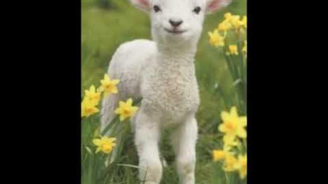 Детски песни - Јагнето пее / Detski pesni - Jagneto pee