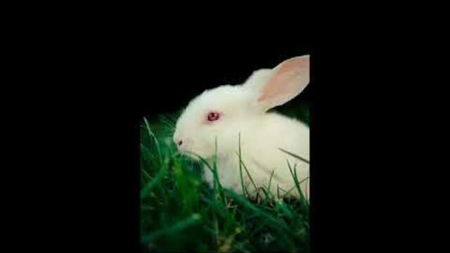 Зайченцето бяло - Детски песни