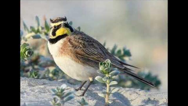 Сладкопойна чучулига - Детски песни