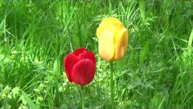 Музыка Сергея Чекалина  -  Всё цветёт.