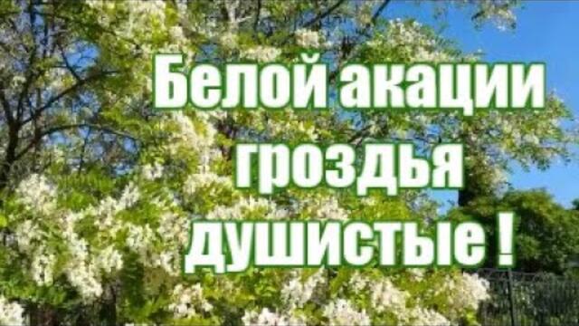 Картинки с акацией доброе утро